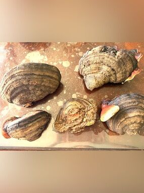 5 QTY Tinder Polypore (Fomes fomentarius)also commonly known as Hoof Fungus,conk